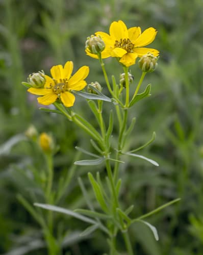 Prairie Coreopsis (Coreopsis palmata)