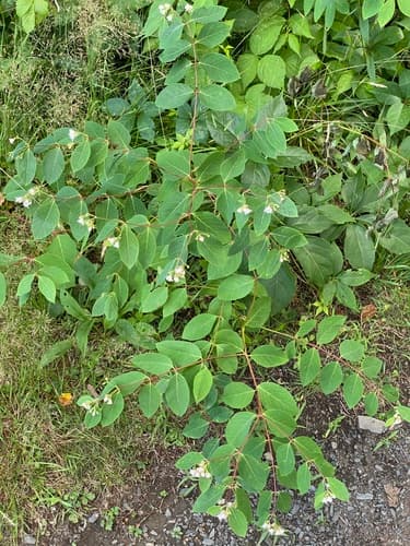 Spreading Dogbane (Apocynum androsaemifolium)