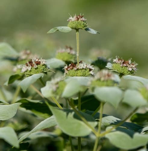 Clustered Mountain-mint (Pycnanthemum muticum)