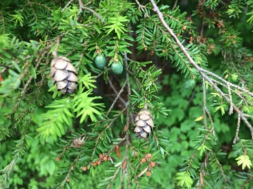 Eastern Hemlock (Tsuga canadensis)