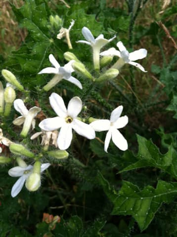 Texas Bull-nettle (Cnidoscolus texanus)