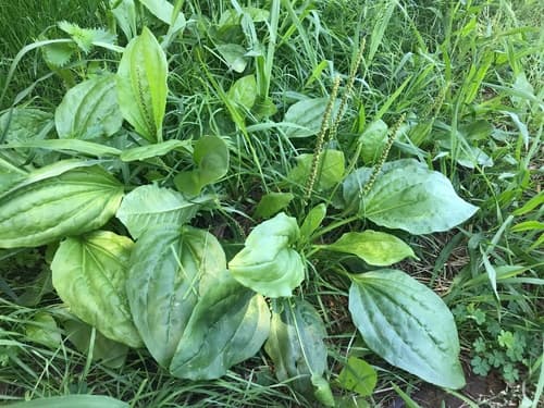 Common Plantain (Plantago major)