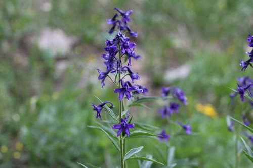 Subalpine Larkspur (Delphinium barbeyi)