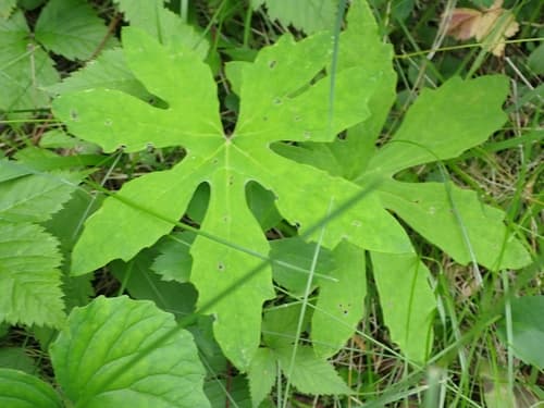Arctic Butterbur (Petasites frigidus)