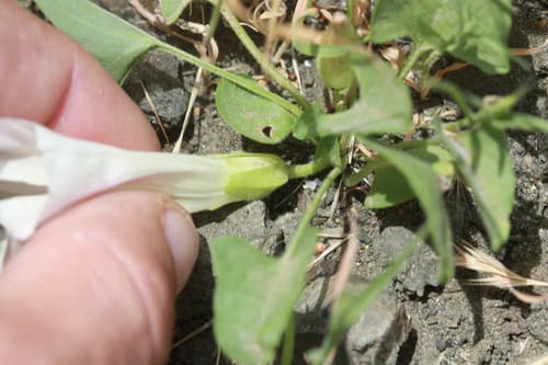 Hill morning glory (Calystegia subacaulis)