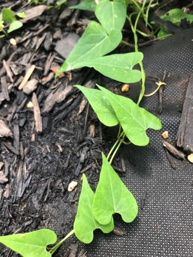 Climbing Milkweed (Cynanchum laeve)