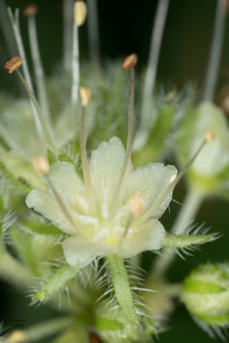 Pacific Waterleaf (Hydrophyllum tenuipes)