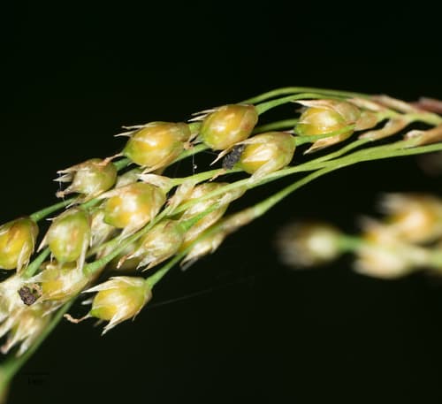 Small-flower Wood-rush (Luzula parviflora)