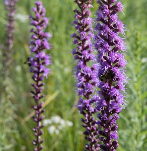 Marsh Blazingstar (Liatris spicata)