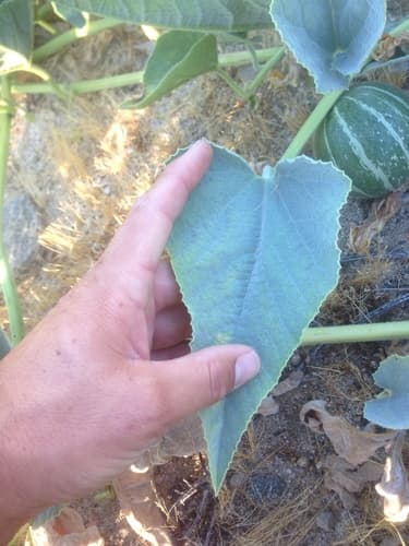 Prairie Gourd (Cucurbita foetidissima)
