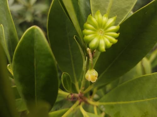 Yellow anisetree (Illicium parviflorum)