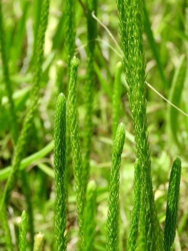 Southern Bog Clubmoss (Lycopodiella appressa)