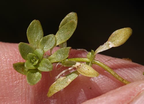 Vernal Water-starwort (Callitriche palustris)