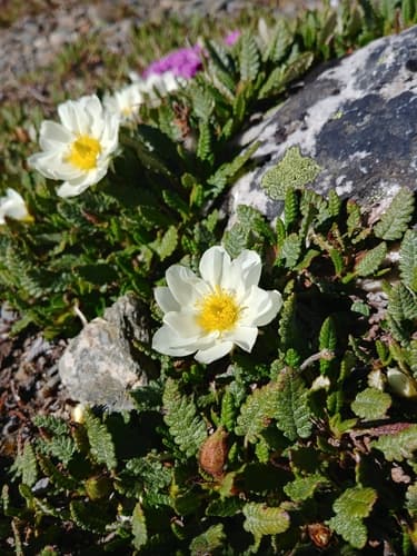 Hooker'S Mountain Avens (Dryas hookeriana)