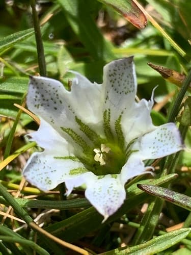 Alpine Gentian (Gentiana newberryi)