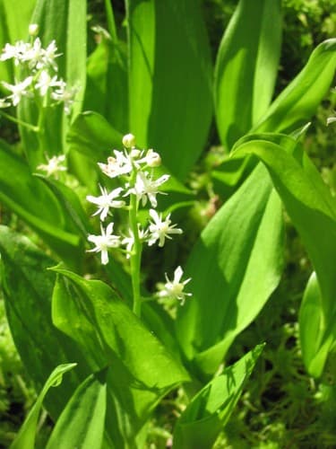 Threeleaf False Lily Of The Valley (Maianthemum trifolium)