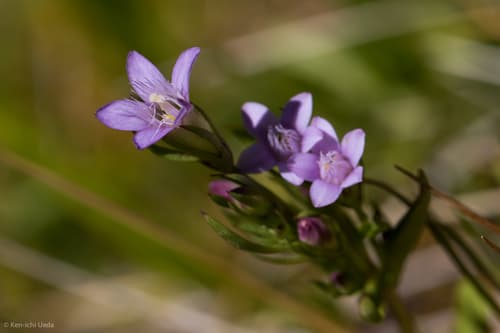 Annual Gentian (Gentianella amarella)