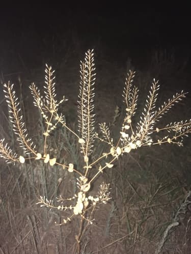 Clasping Pepperweed (Lepidium perfoliatum)