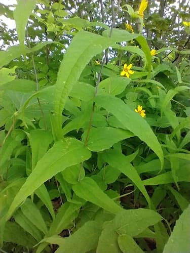 Divergent Sunflower (Helianthus divaricatus)