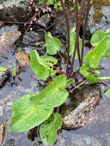 White Marsh Marigold (Caltha leptosepala)