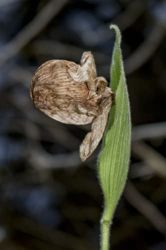 Queen Lady's-slipper (Cypripedium reginae)