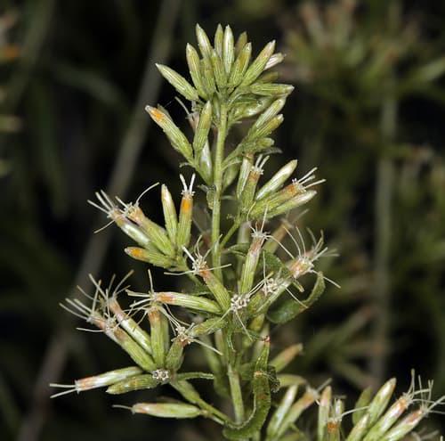 Longleaf Brickellbush (Brickellia longifolia)