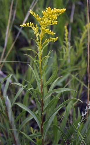 Early Goldenrod (Solidago juncea)