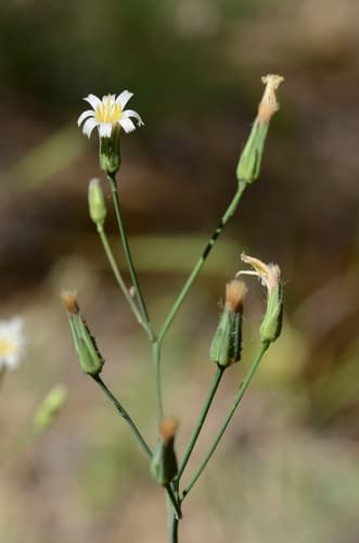 White Hawkweed (Hieracium albiflorum)