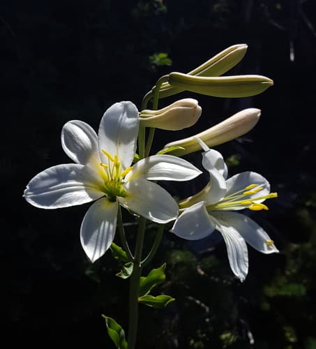 Washington Lily (Lilium washingtonianum)