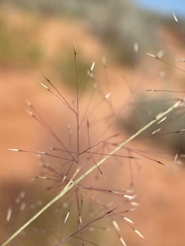 Sandhill Muhly (Muhlenbergia pungens)