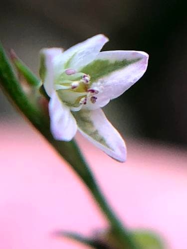 Douglas's Knotweed (Polygonum douglasii)