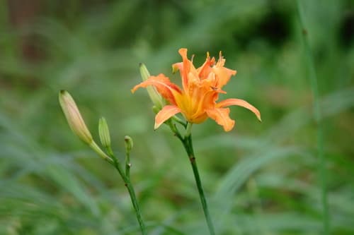 Orange Daylily (Hemerocallis fulva)