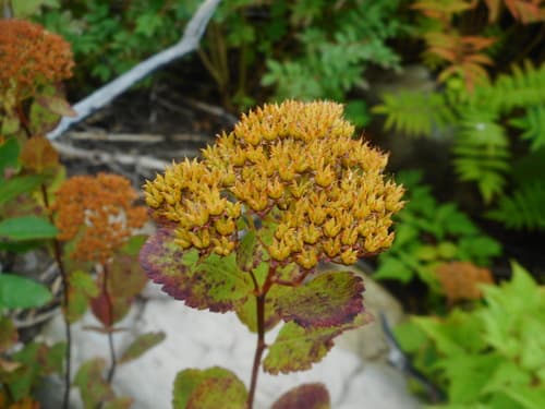 White Spirea (Spiraea betulifolia)