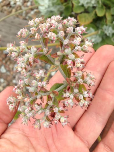 St. Catherine's Lace (Eriogonum giganteum)