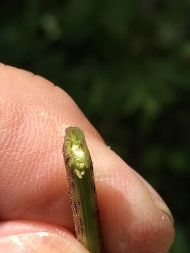 Coastal Plain Joe-Pyeweed (Eutrochium dubium)
