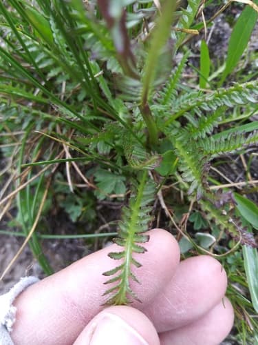 Pink-elephants (Pedicularis groenlandica)