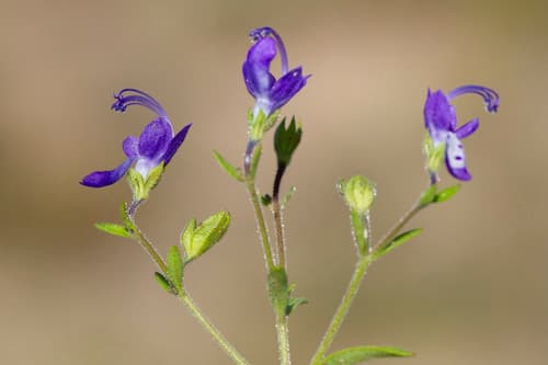 Forked bluecurls (Trichostema dichotomum)