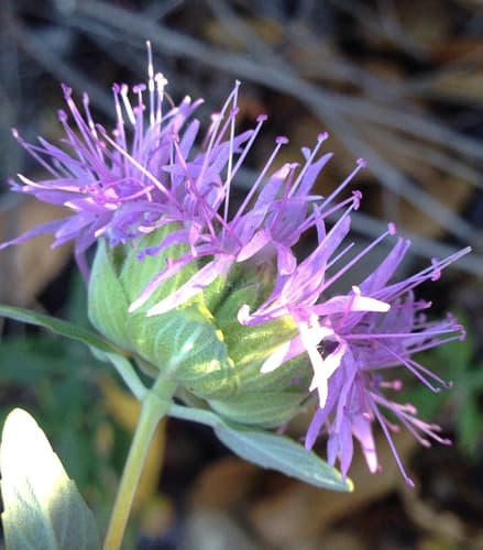 Coyote-mint (Monardella villosa)