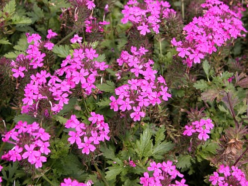 Rose Mock Vervain (Glandularia canadensis)