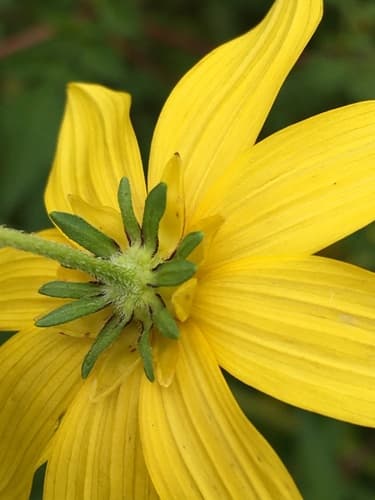 Bearded Beggarticks (Bidens aristosa)