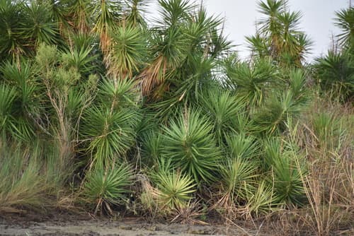 Spanish Dagger (Yucca aloifolia)