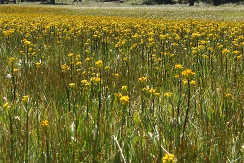 Stout Meadow Groundsel (Senecio hydrophiloides)