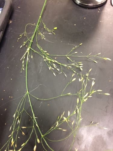 Autumn Bent (Agrostis perennans)