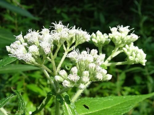 Boneset (Eupatorium perfoliatum)