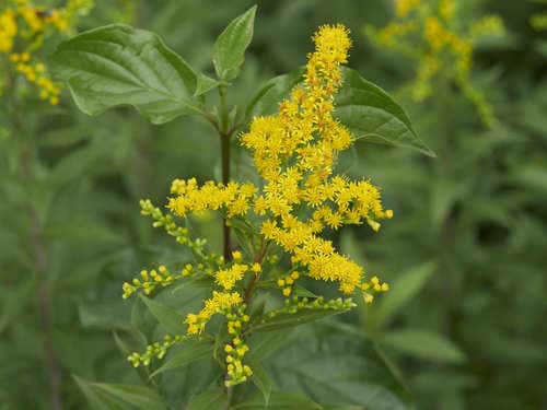 Early Goldenrod (Solidago gigantea)