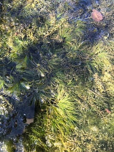 Slender-leaf Naiad (Najas minor)