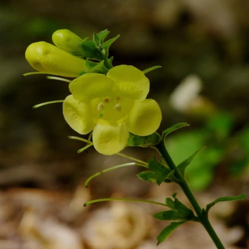 Downy Yellow False Foxglove (Aureolaria virginica)