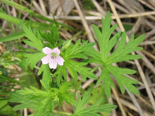 Bicknell's Cranesbill (Geranium bicknellii)