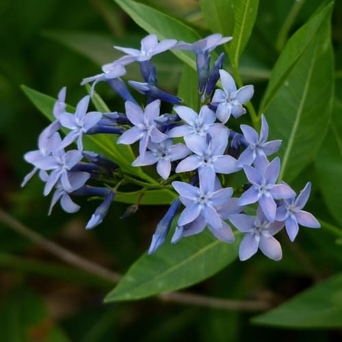 Eastern Bluestar (Amsonia tabernaemontana)