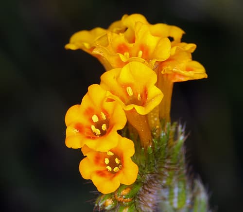 Eastwood's fiddleneck (Amsinckia eastwoodiae)